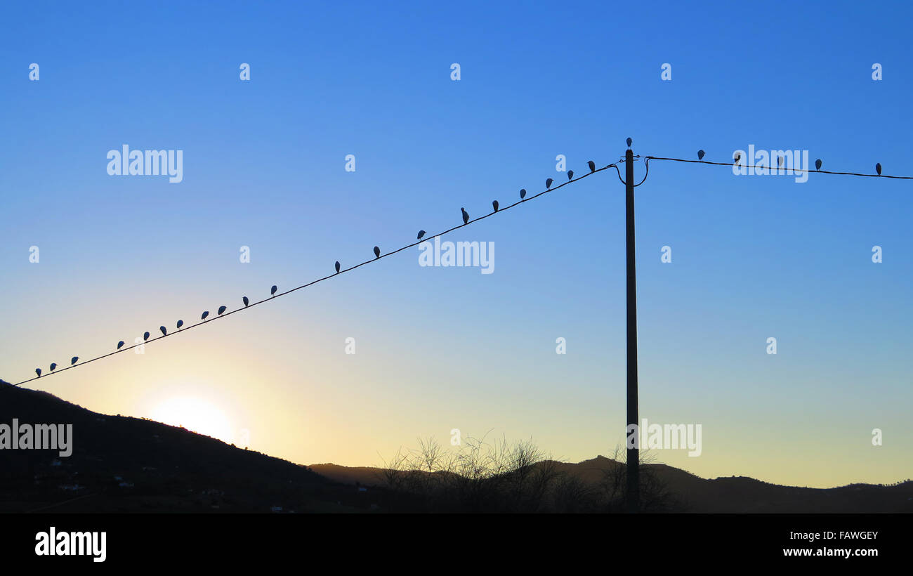 Reihe von geringerem Reiher am Stromkabel in der Morgendämmerung in Alora Landschaft, Andalusien Stockfoto