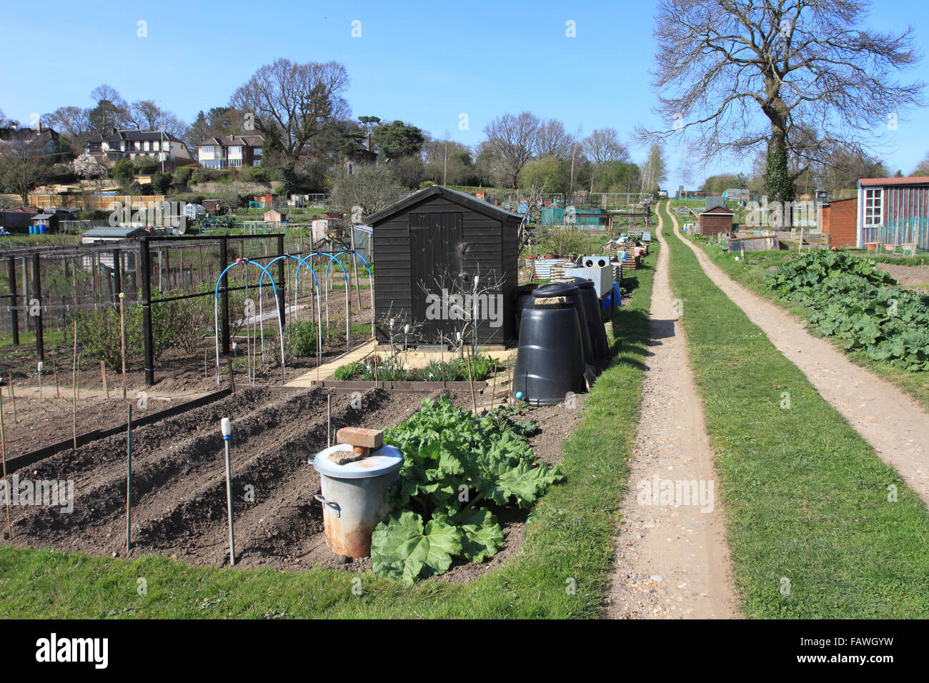 Zuteilung, Gemüsebeete, Gartenarbeit im Sommer Wälzer. Norwich, Norfolk, Großbritannien Stockfoto