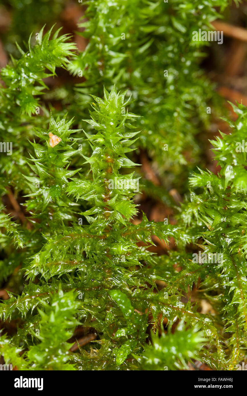 Großen Shaggy-Moos, Shaggy Moos, rauen Hals Moss, Katze Tail Moss, Großes Kranzmoos, Rhytidiadelphus Triquetrus elektrifiziert Stockfoto