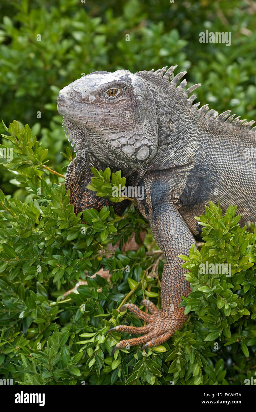 Grüner Leguan, Common Iguana Grüner Leguan, Iguana Iguana, Leguane, Iguanidae, beschaulicher Vert, beschaulicher Commun Stockfoto