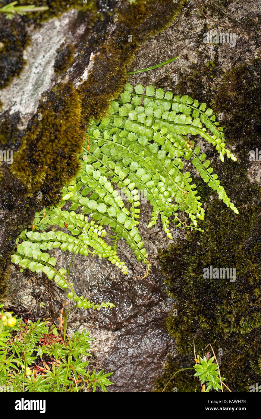 Green Sie Spleenwort, Grüner Streifenfarn, Grünstieliger Streifenfarn, Asplenium Viride, Le Capillaire Vert Doradille verte Stockfoto