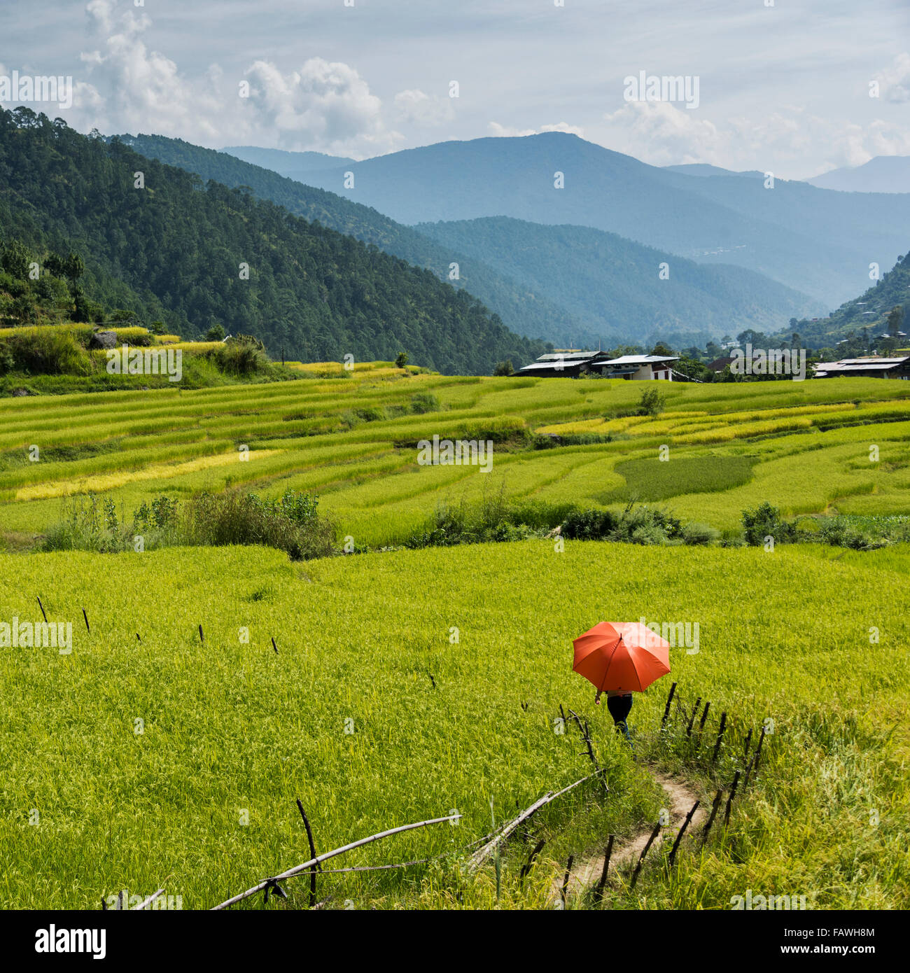 Fuß mit einem roten Regenschirm in üppigen grünen Feldern; Thimphu, Bhutan Stockfoto