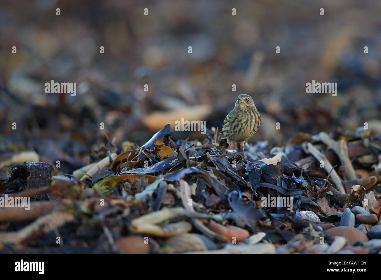 Rock-Pieper (Anthus Petrosus) Stockfoto