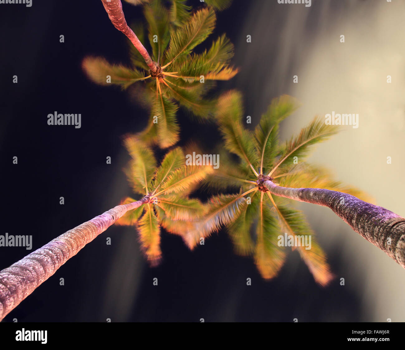 Palmen, Nachtbeleuchtung, Miami Beach Stockfoto