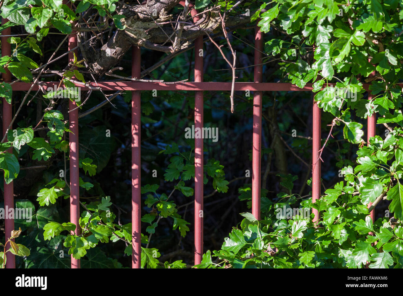 Zaun oder Geländer durch eine Hecke oder Bush, England, UK überwachsen Stockfoto