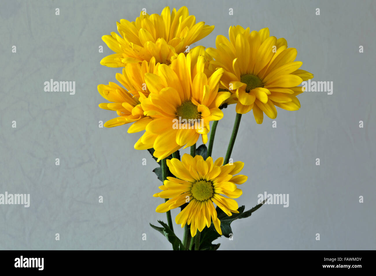 WA12497-00... WASHINGTON - Blumen aus einem Blumengesteck. Stockfoto