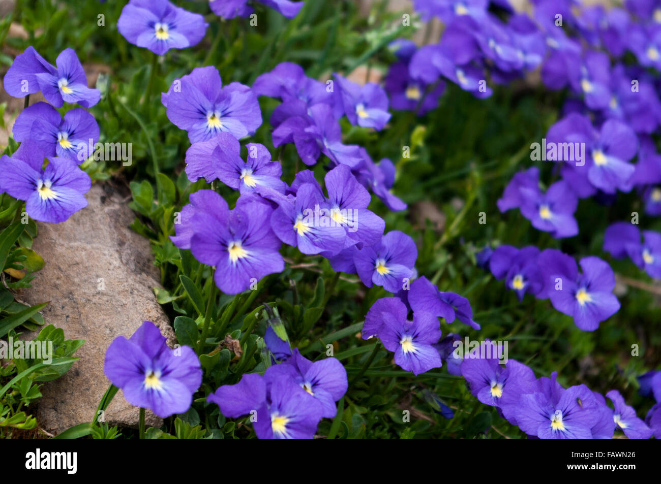 Lange trieb violett oder Berg-Veilchen (Viola Calcarata Subspecies Calcarata) wächst in den Schweizer Alpen auf einer Höhe von 2500m. Stockfoto