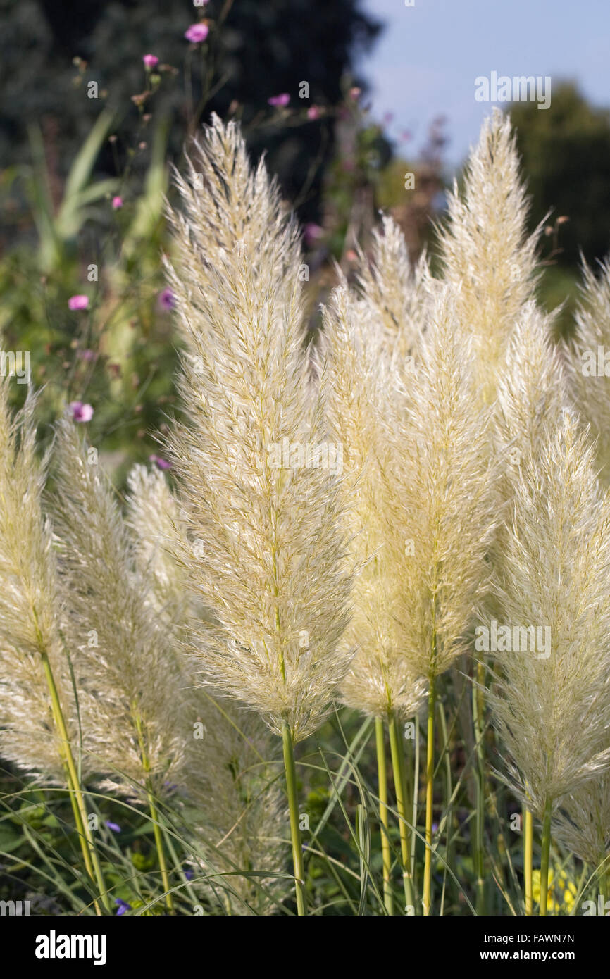 Cortaderia Selloana Pumila. Pampasgras Federn in frühen Abendsonne. Stockfoto