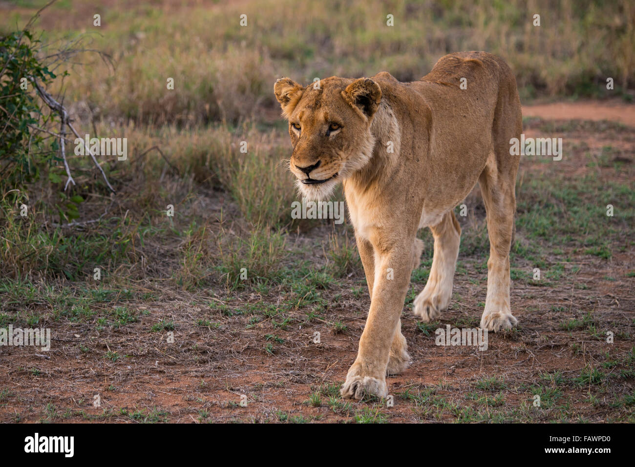 Löwin (Panthera Leo) Wandern, Sabi Sands Game Reserve, Sabi Sabi Bush Lodge, Südafrika Stockfoto