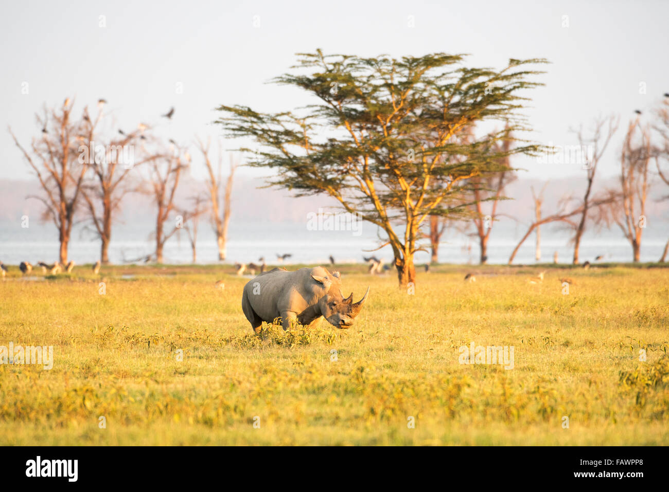 Breitmaulnashorn (Ceratotherium Simum) weidet offene Savanne, Lake Nakuru National Park; Kenia Stockfoto