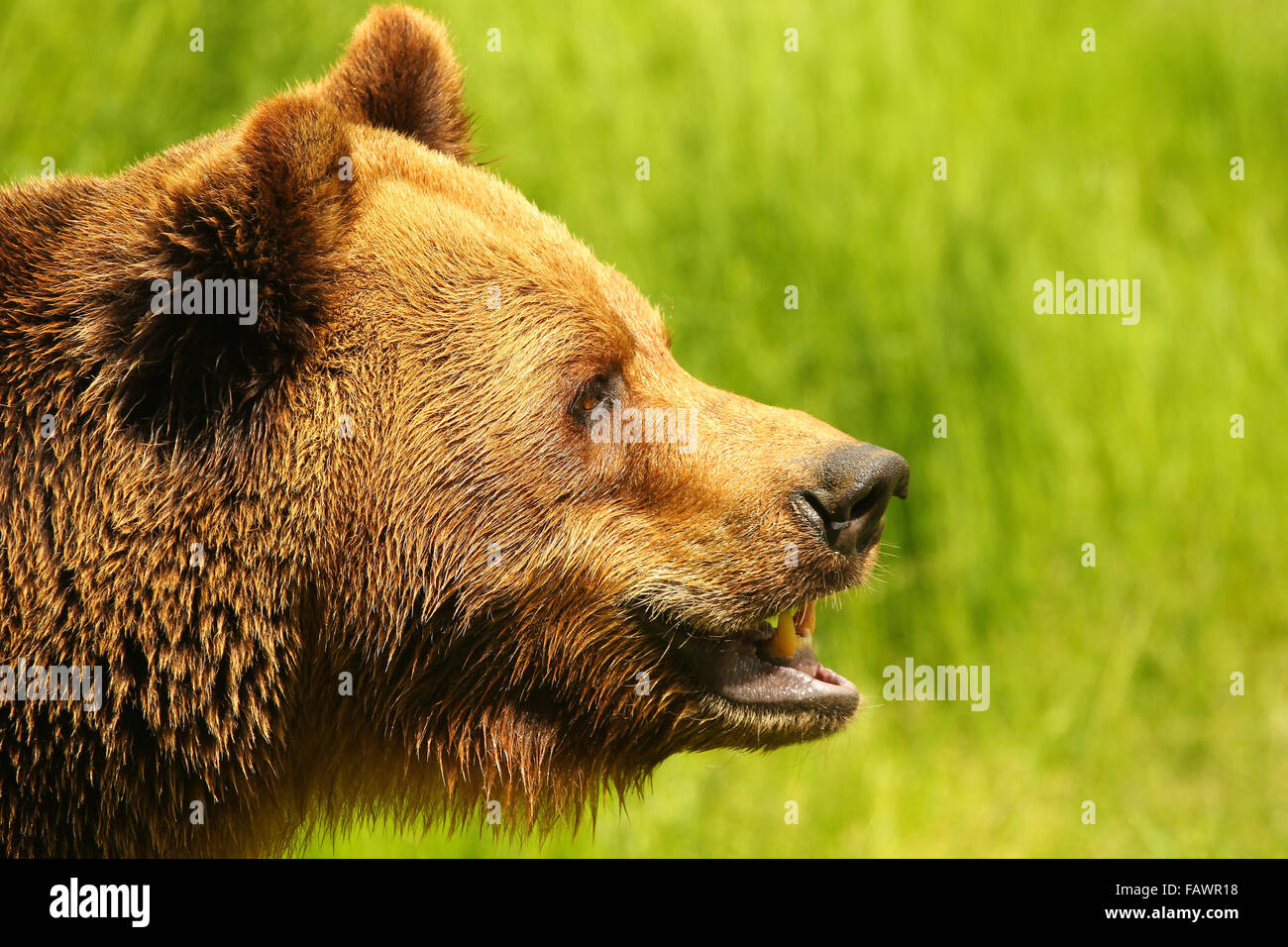 Europäischer Braunbär, Portrait (Ursus Arctos) gefangen, Schweden Stockfoto