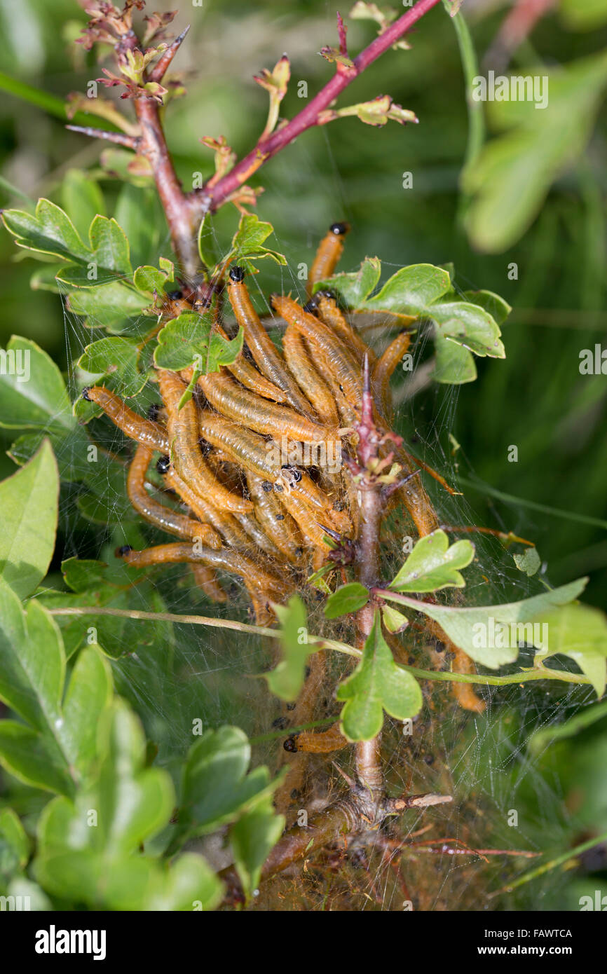 Weißdorn-Falter-Raupe; Scythropia Crategella Gruppe im Nest; Cornwall; UK Stockfoto