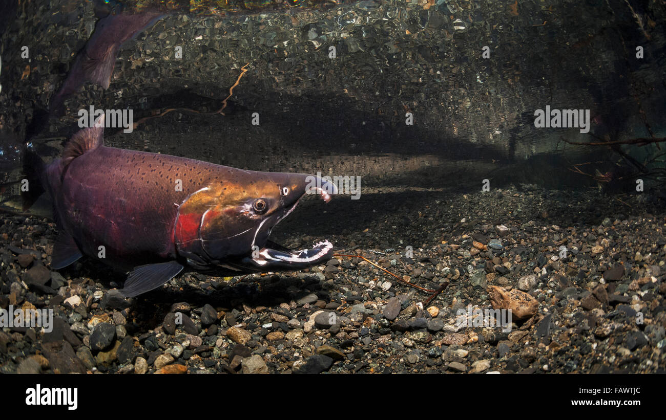 Klaffende männlicher Silberlachs (Oncorhynchus Kisutch) einen weiteren Fisch in einem Alaskan Stream im Herbst eine Herausforderung. Stockfoto