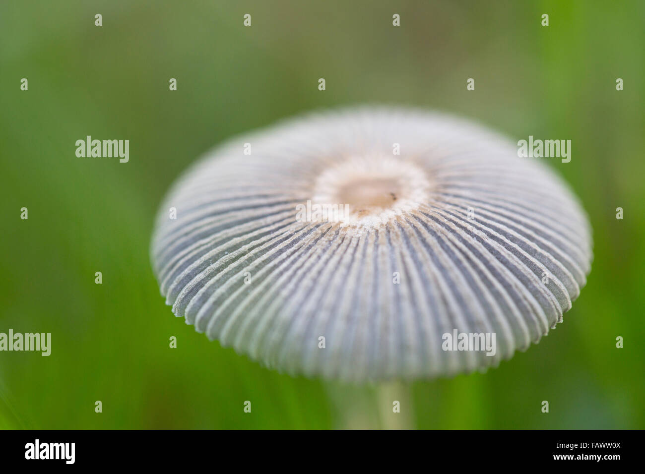 Kleine japanische Dach; Coprinus Plicatilis einzigen Pilz; Cornwall; UK Stockfoto