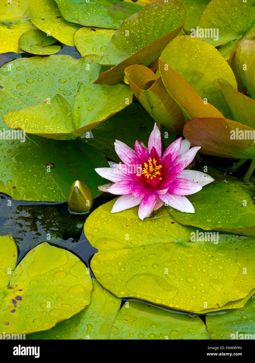 Seerose polaren mit lila und rosa Blüten wachsen auf einem Teich mit grünen Blättern Stockfoto