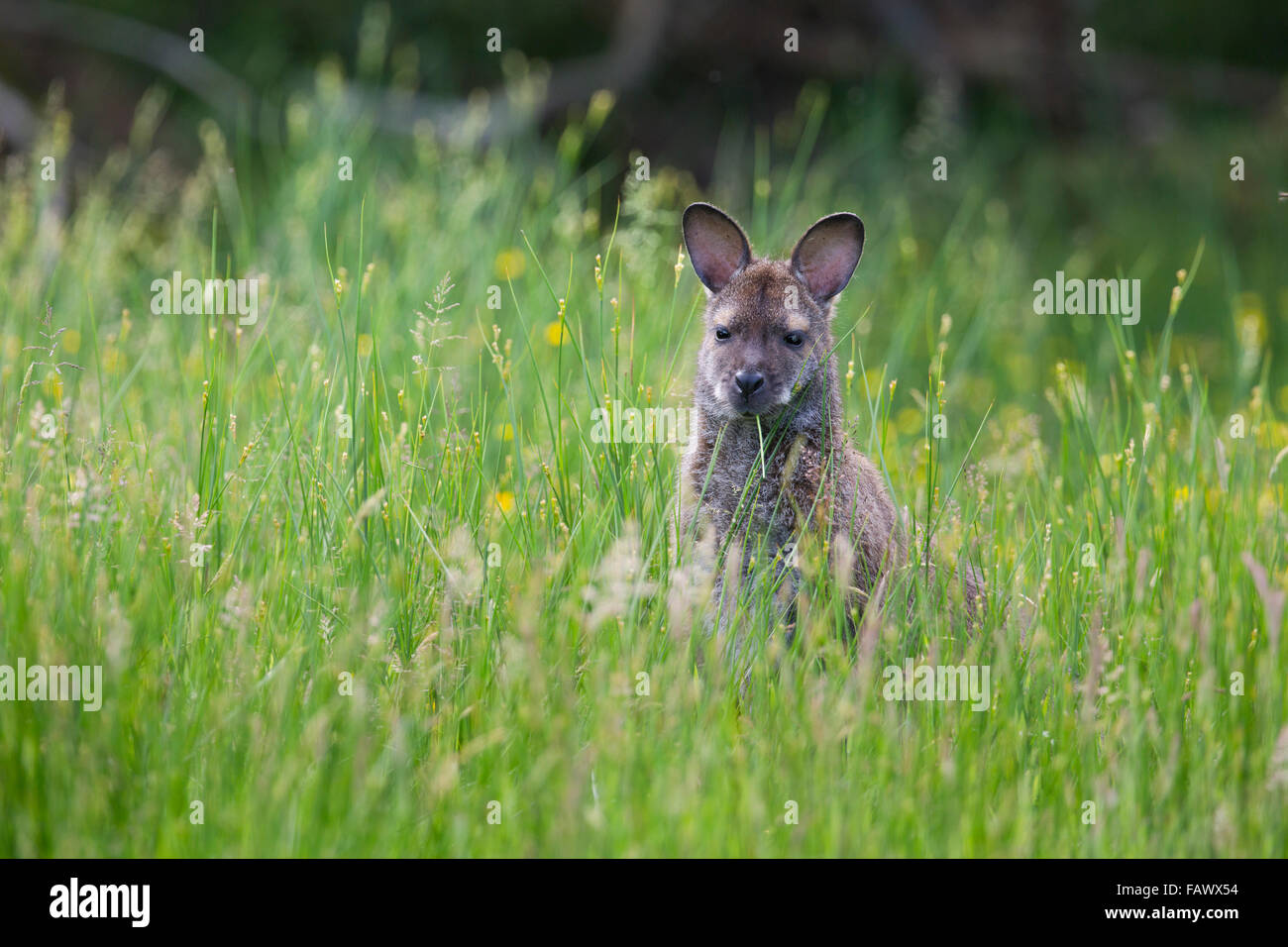 Red Necked Wallaby; Macropus Rufogriseus Single auf Wiese; Schließen Sie Sartfield; Isle Of Man; UK Stockfoto