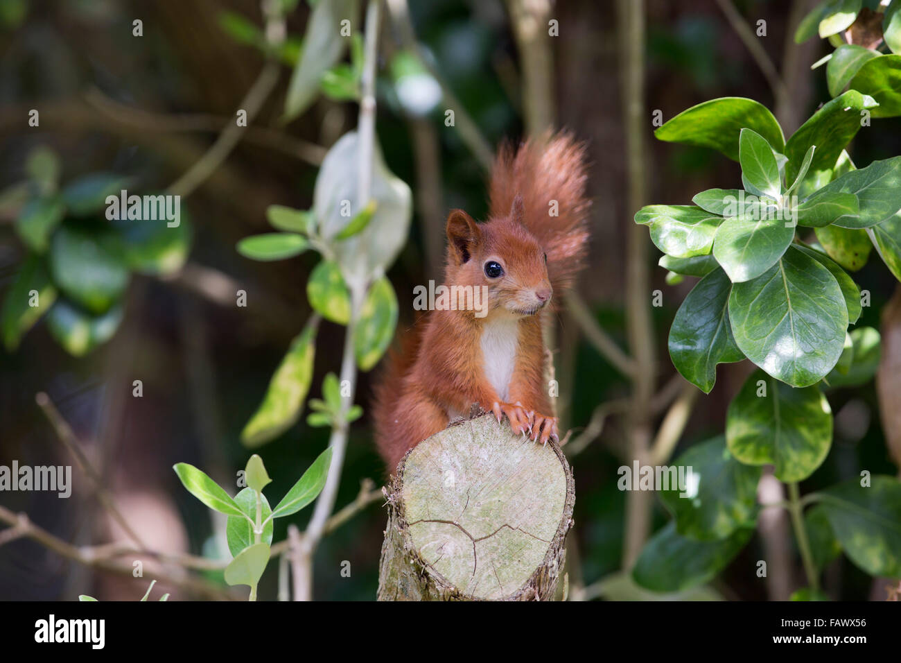 Eichhörnchen; Sciurus Vulgaris Single auf Log; Tresco; Isles of Scilly; UK Stockfoto