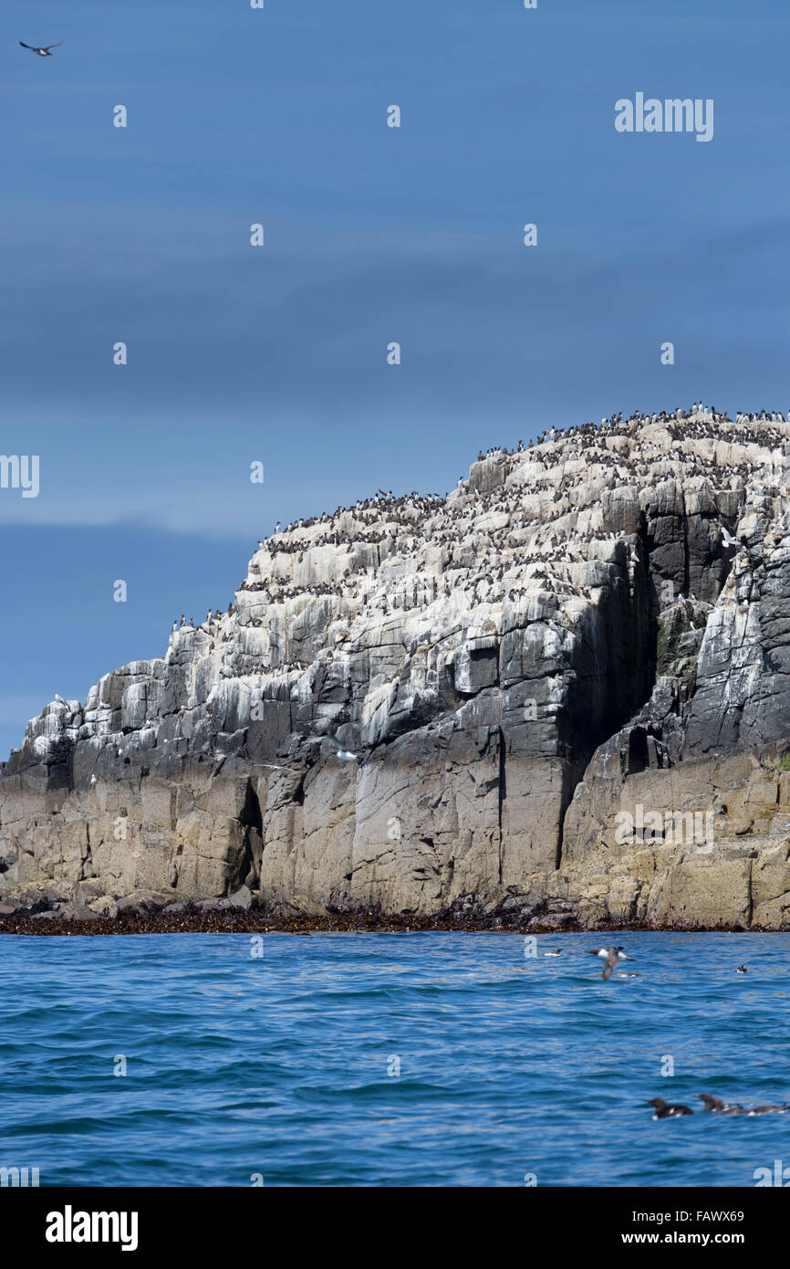 Seevogel-Kolonie; Inner Farne UK Stockfoto