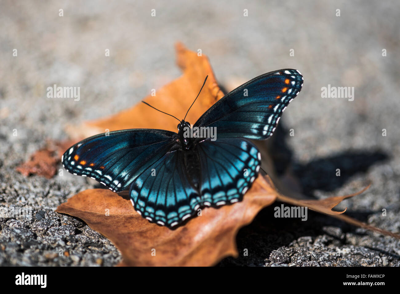 Red-spotted Schmetterling (Limenitis Arthemis) saugt das Sonnenlicht; Vian, Oklahoma, Vereinigte Staaten von Amerika Stockfoto