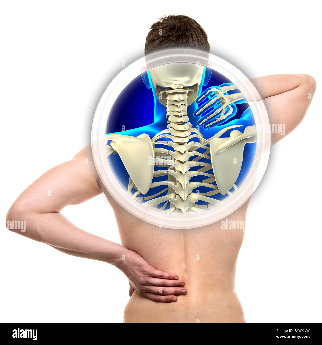 Halswirbelsäule isoliert auf weiss - echter Anatomie-Konzept Stockfoto