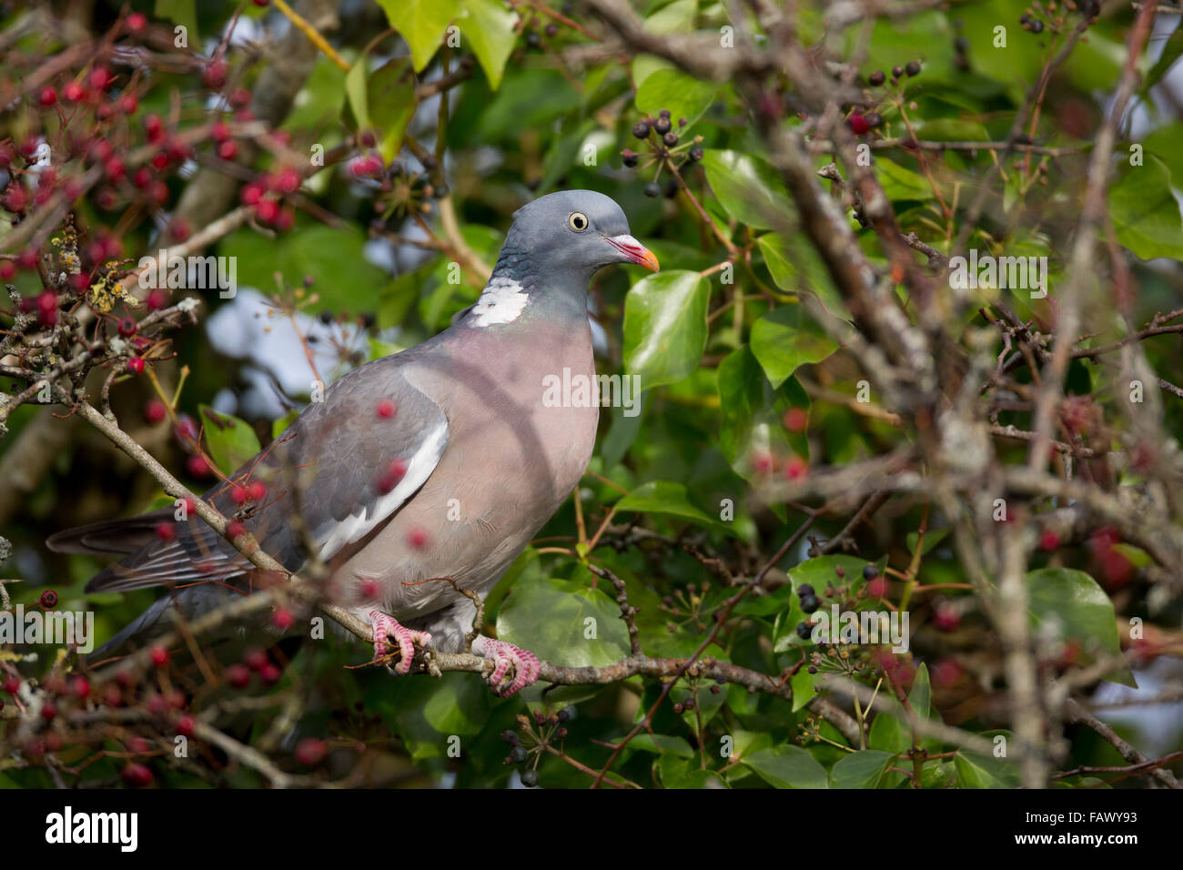 Ringeltaube; Columba Livia Single mit Beeren; Cornwall;  UK Stockfoto