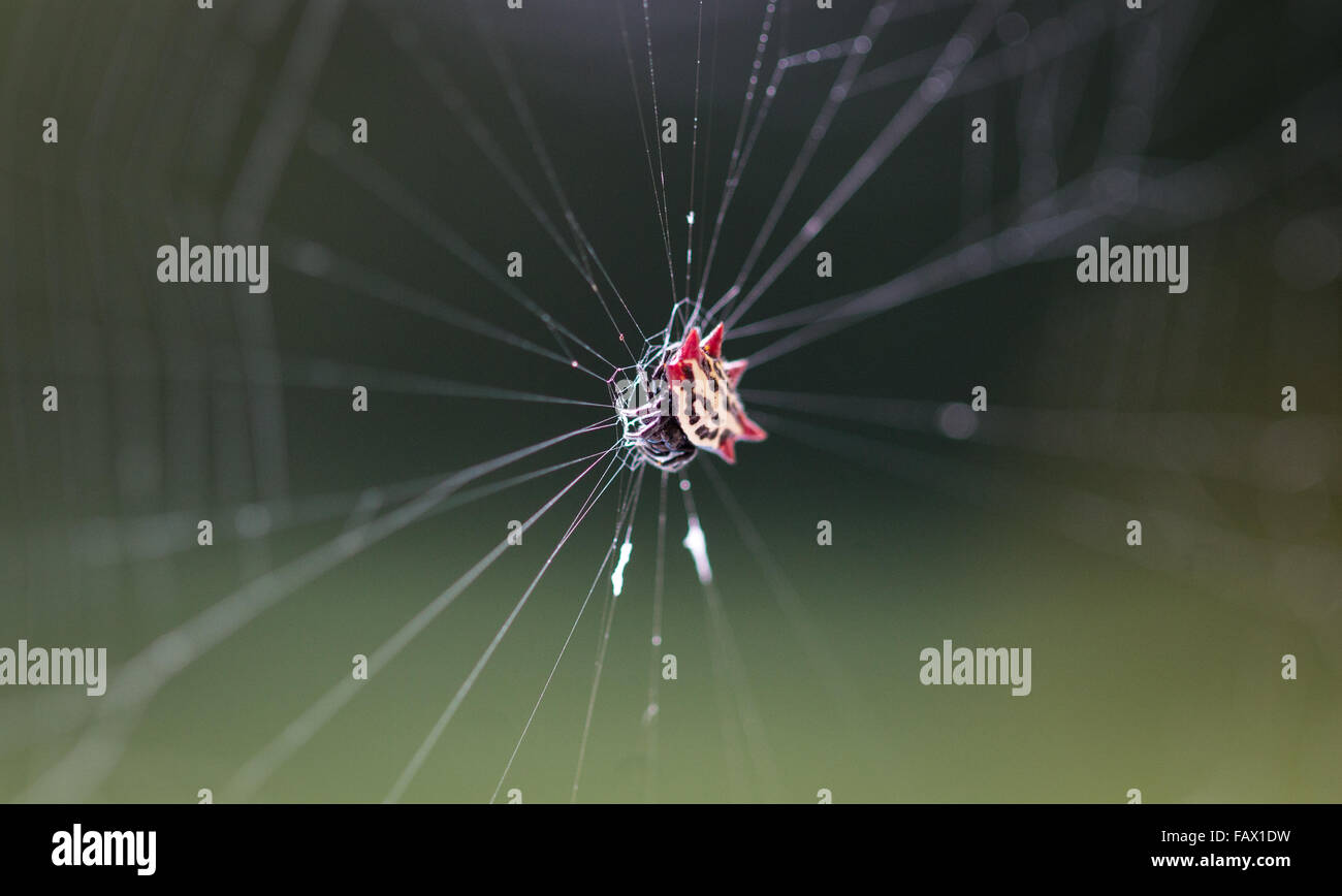 Eine Spinne sitzt in der Mitte seiner Web. Stockfoto