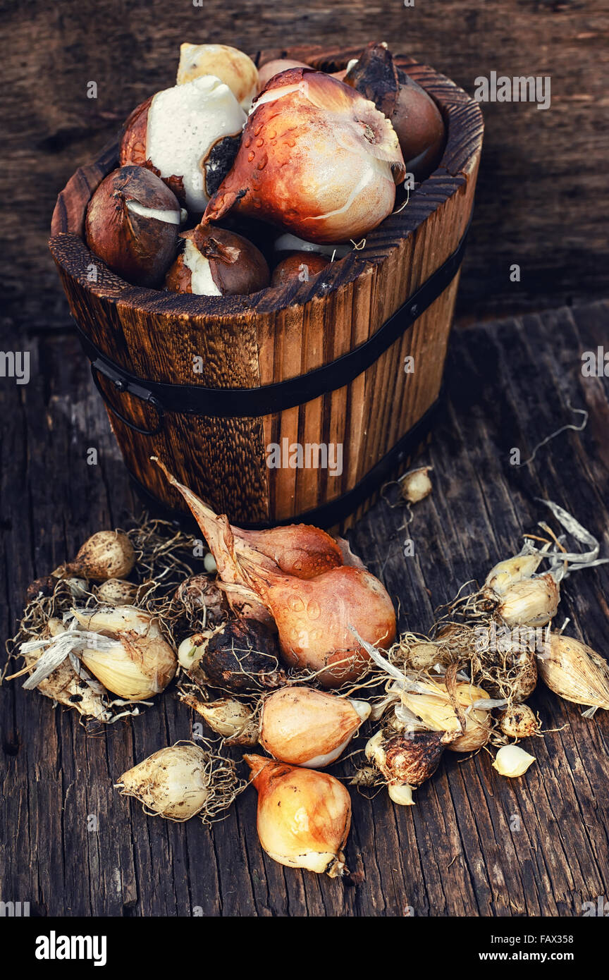 Blumenzwiebeln Pflanzen in den hölzernen Wannen bereit für die Bepflanzung Stockfoto