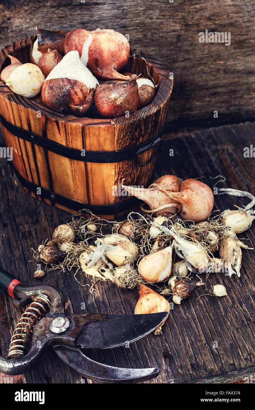 Blumenzwiebeln Pflanzen in den hölzernen Wannen bereit für die Bepflanzung Stockfoto