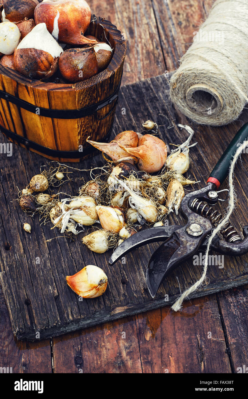 Blumenzwiebeln Pflanzen in den hölzernen Wannen bereit für die Bepflanzung Stockfoto