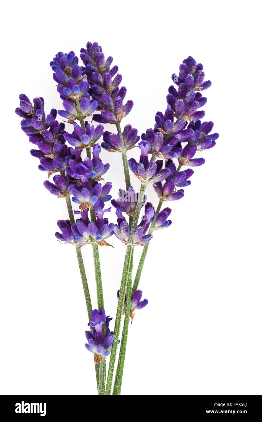 Lavendel Blume isoliert auf weiss Stockfoto