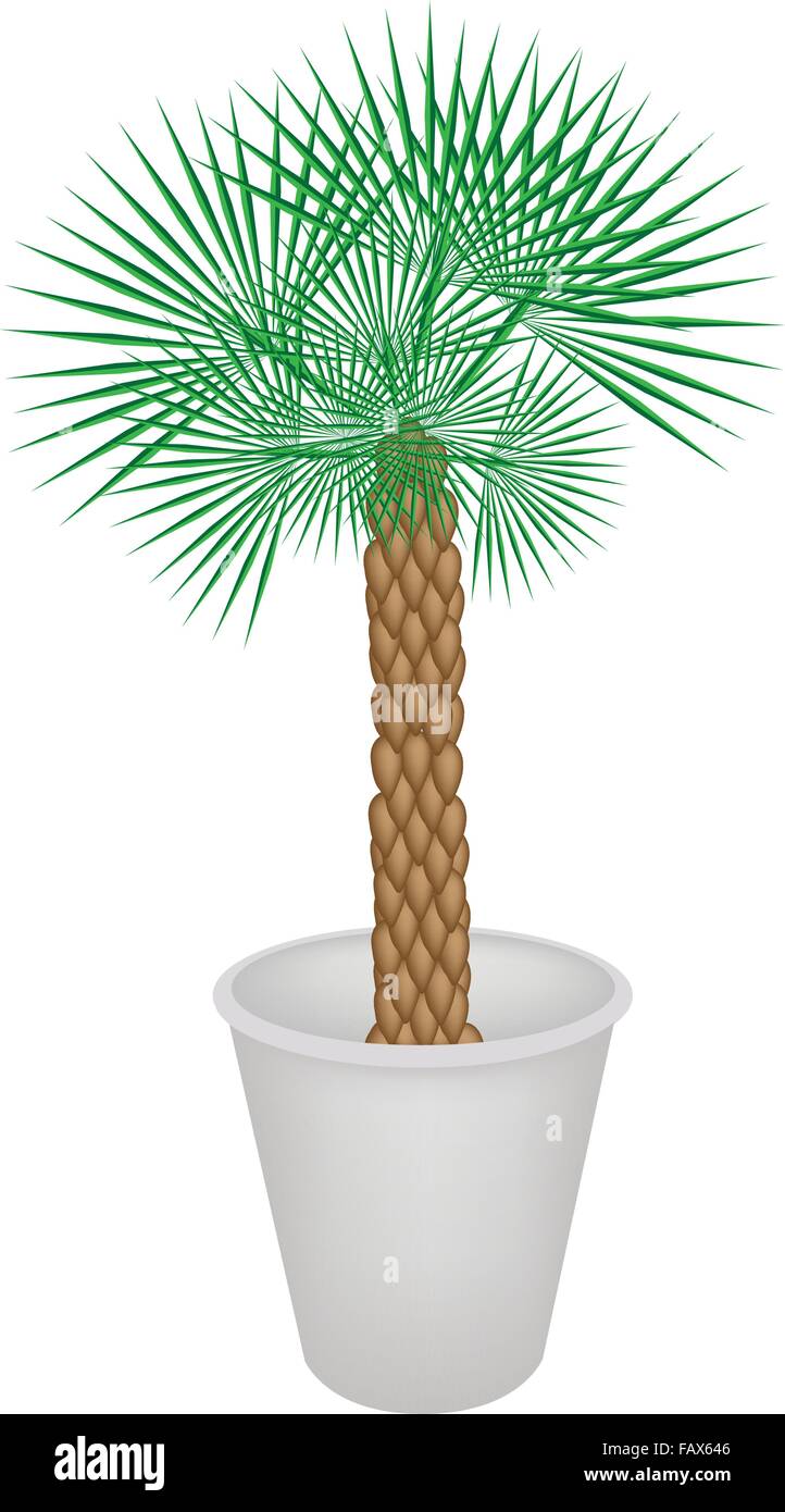 Eine Abbildung Einer Palme Livistona Rotundifolia In Einem