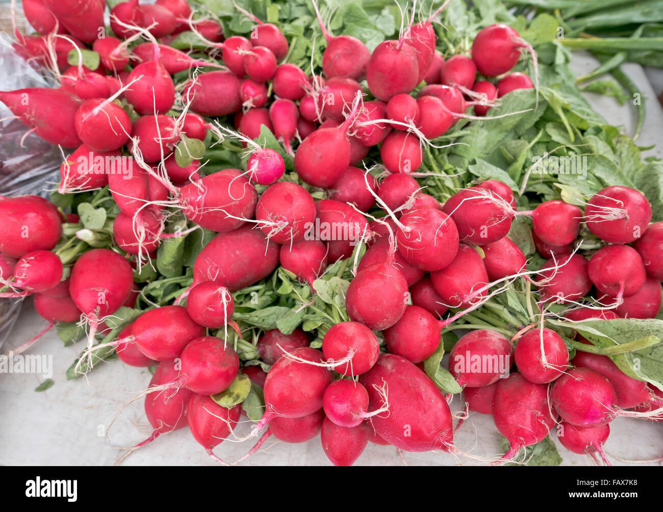 Roten Radieschen gebündelt, Bauernmarkt gebündelt. Stockfoto