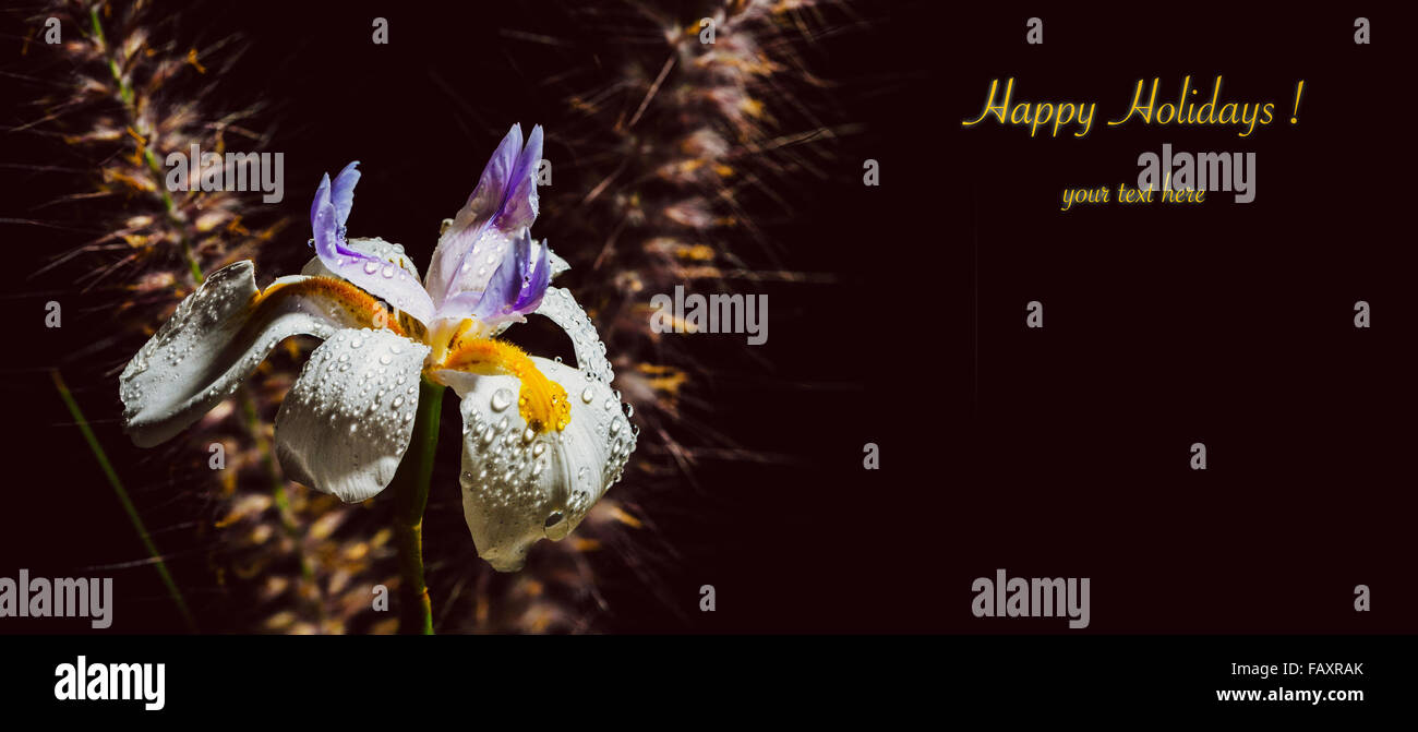 Schöne Blume Closeup mit Tautropfen und frohe Feiertage Text auf schwarzem Hintergrund Stockfoto