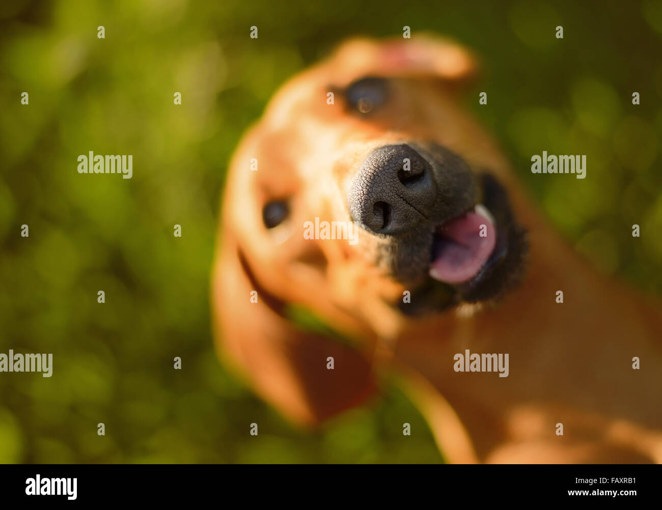 Glücklicher Hund Nachschlagen an einem sonnigen Tag. Stockfoto