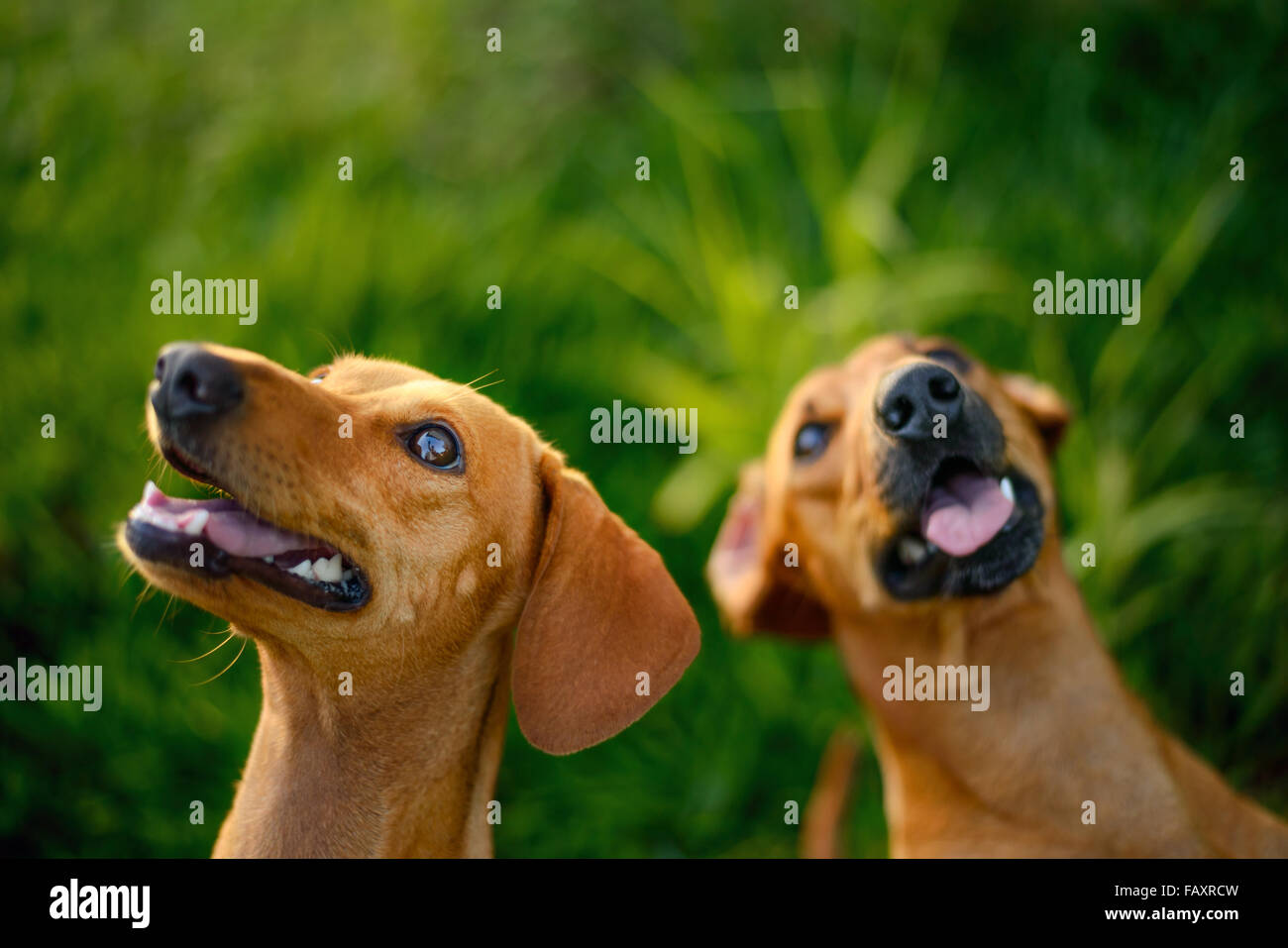 Zwei glückliche Hunde Nachschlagen an einem sonnigen Tag. Stockfoto