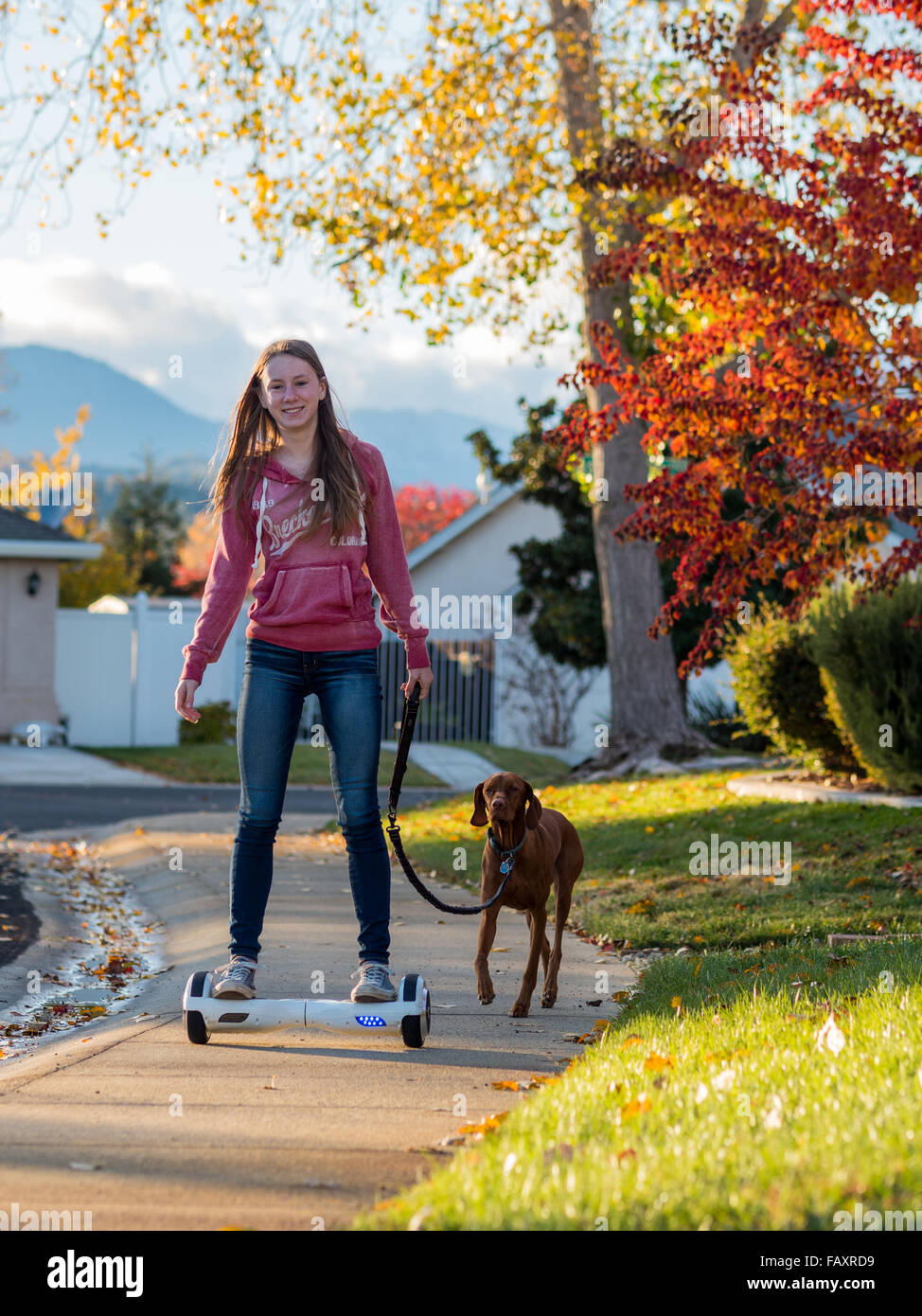 REDDING, CA, USA - 24. November 2015: Teenager-Mädchen Spaziergänge mit Hund  selbstbalancierende Zweirad-Roller, auch genannt ein Hoverboard  Stockfotografie - Alamy