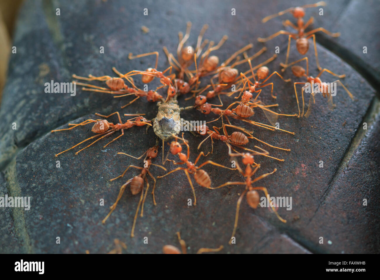 Ameisen-Truppen versuchen, eine tote Insekt im Wald zu bewegen Stockfoto