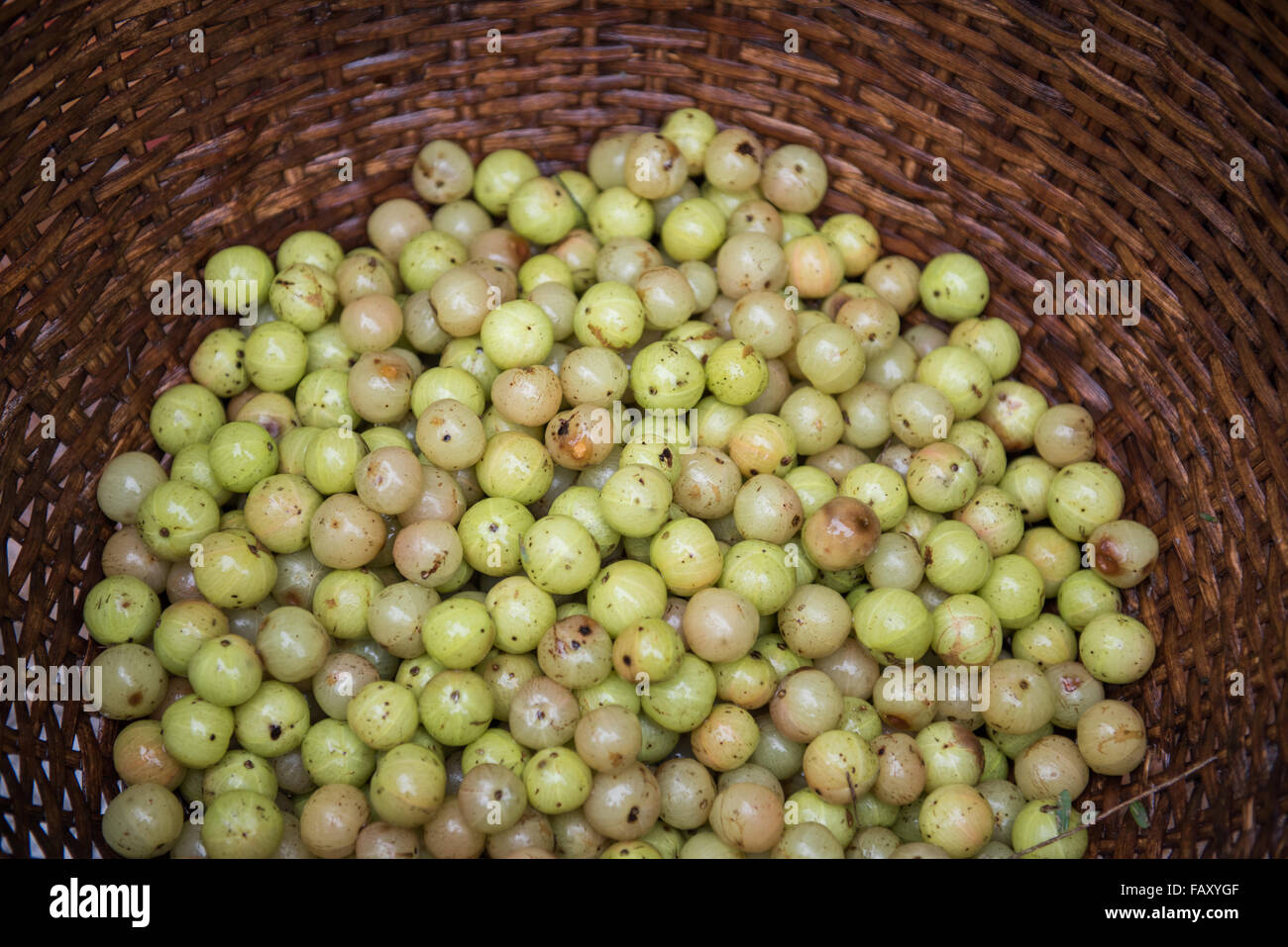 Frische indische Stachelbeere Stockfoto