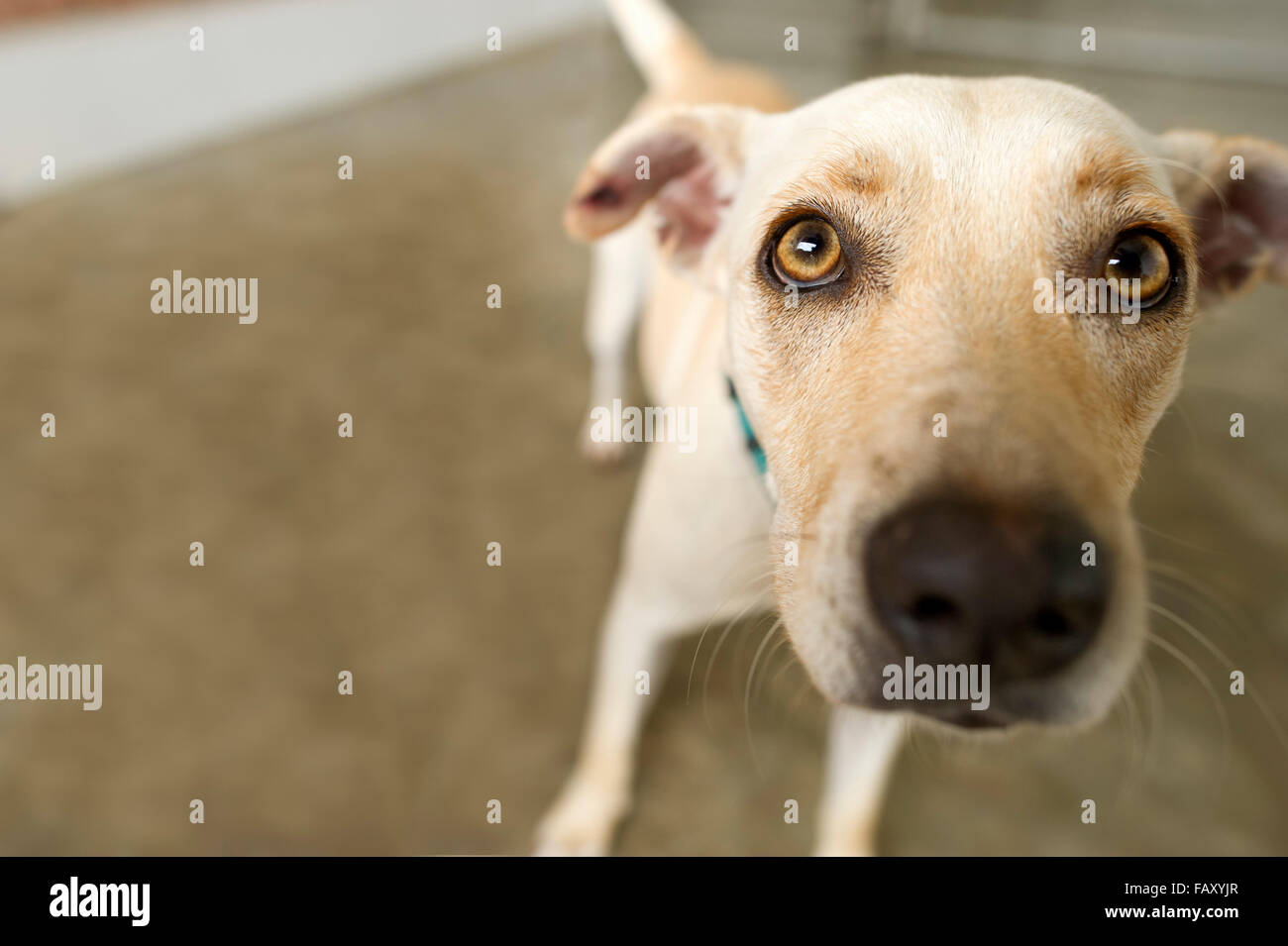 Neugierig Hund ist ein Hund stecken seine Nase bis hin zu der Kamera neugierig Fragen, was der Hack geht. Stockfoto