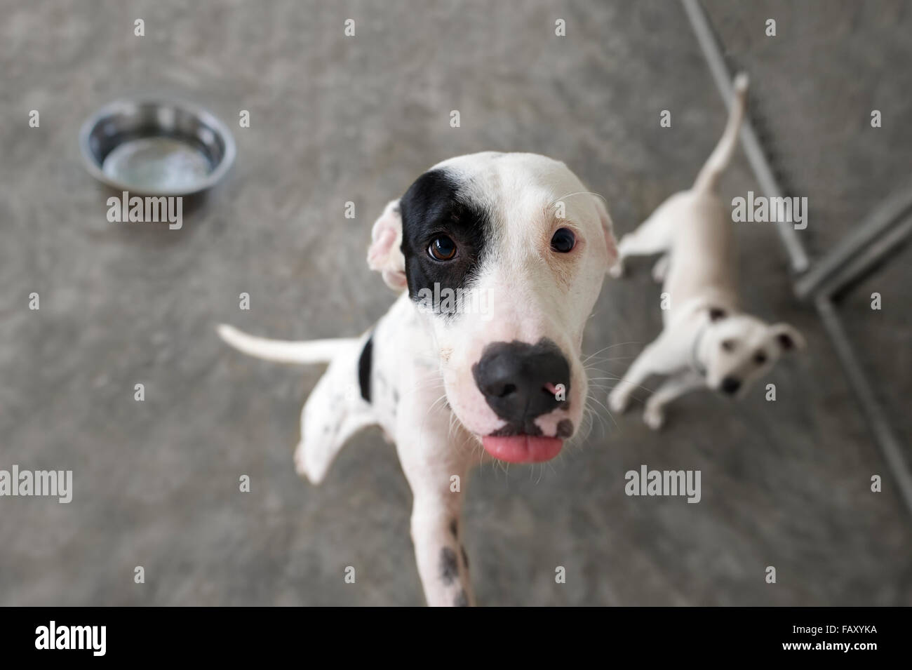 Hungrigen Hund ist ein Hund, der sehnsüchtig auf seine Schale gefüllt werden, wie sein kleiner Freund unten auf Uhren. Stockfoto