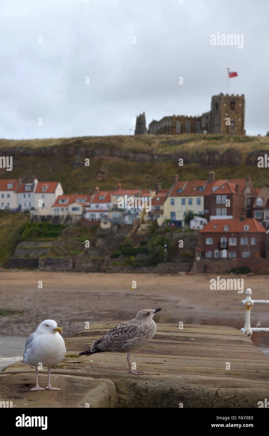 Ein paar Möwen vor der Mündung des Fluß Esk und die Kirche der Heiligen Maria, Whitby, England Stockfoto