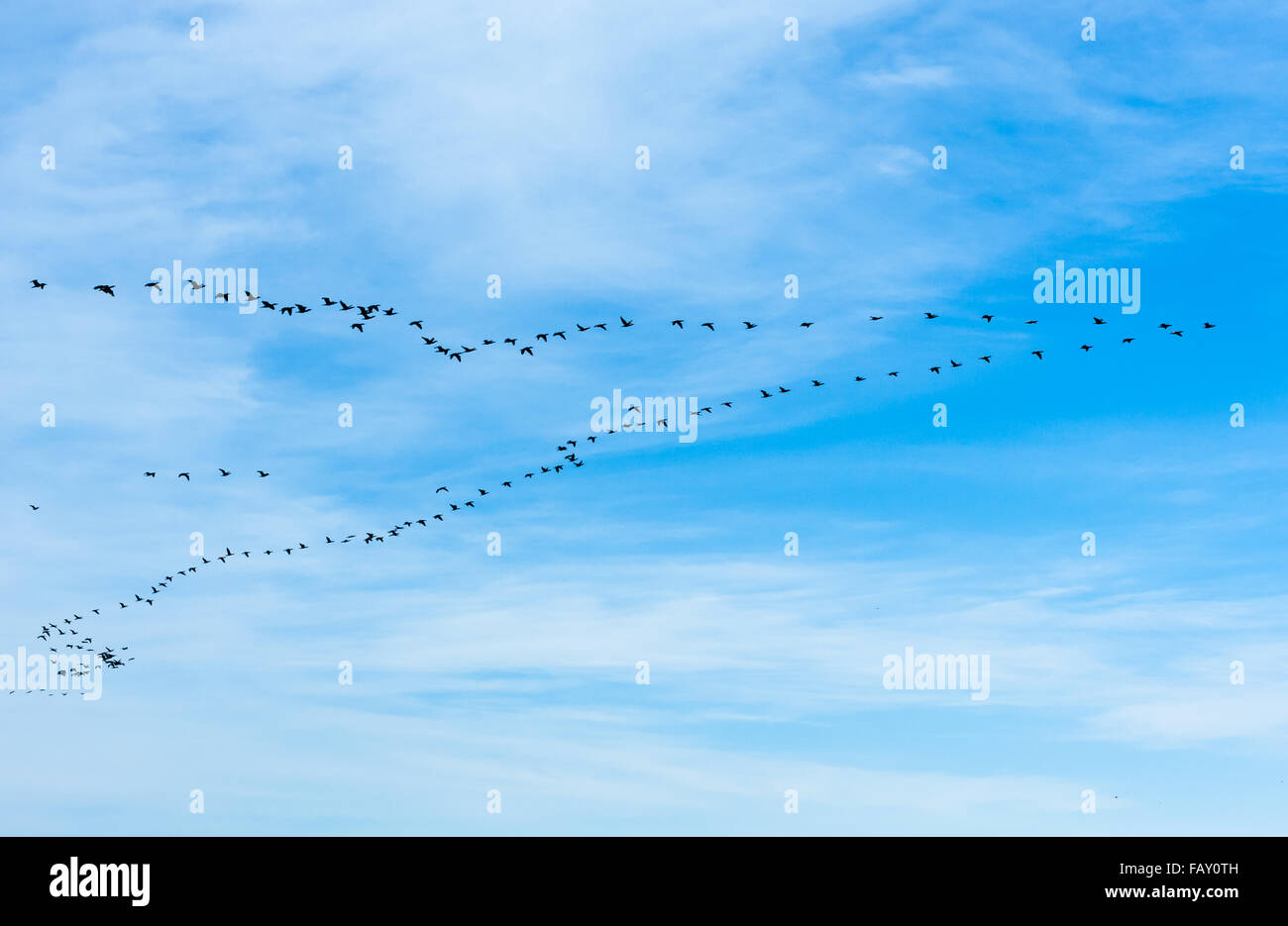 Herde von vielen Schwarzen Kormoran Vögel fliegen nach rechts in V-Formation auf teilweise bewölktem Himmel links. Stockfoto