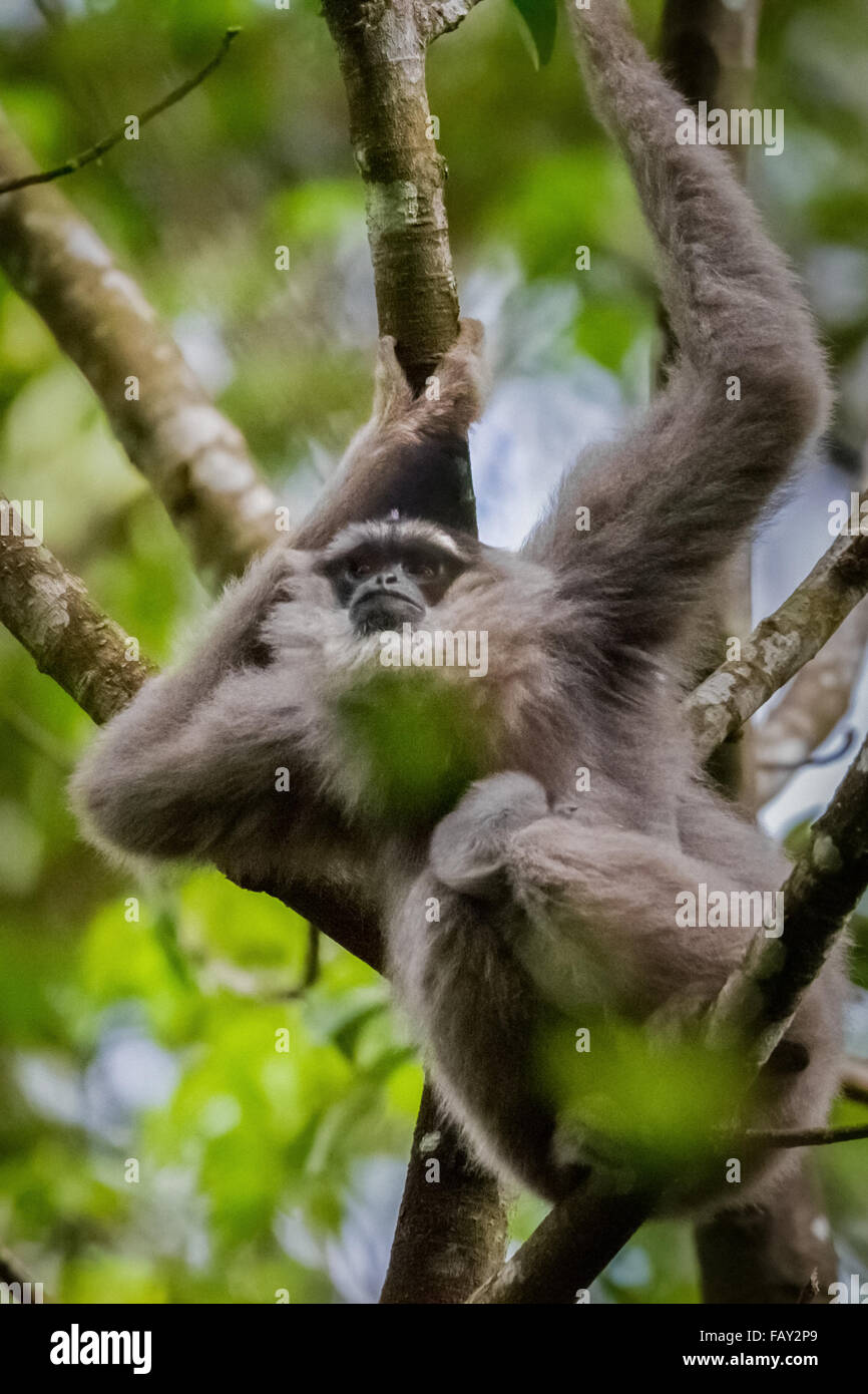 Porträt einer weiblichen Einzelperson des Javanischen Gibbons (Hylobates moloch, silbrig Gibbon), die ein Kleinkind im Gunung Halimun Salak National Park trägt. Stockfoto