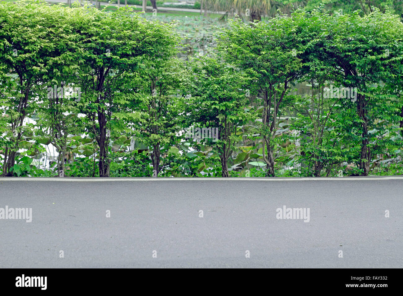 Straßen- und Bäume im park Stockfoto