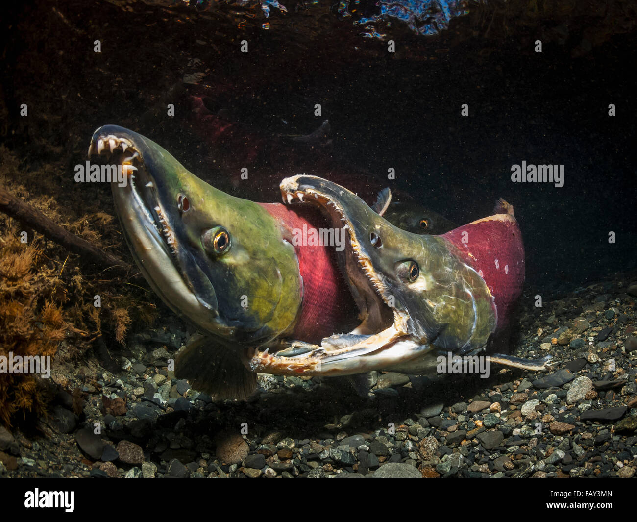 Aggressives Verhalten von männlicher Rotlachs (Oncorhynchus Nerka) im Wettbewerb um die gleichen weiblich, Unterwasser Ansicht in einem Alaskan Stream im Herbst. Stockfoto