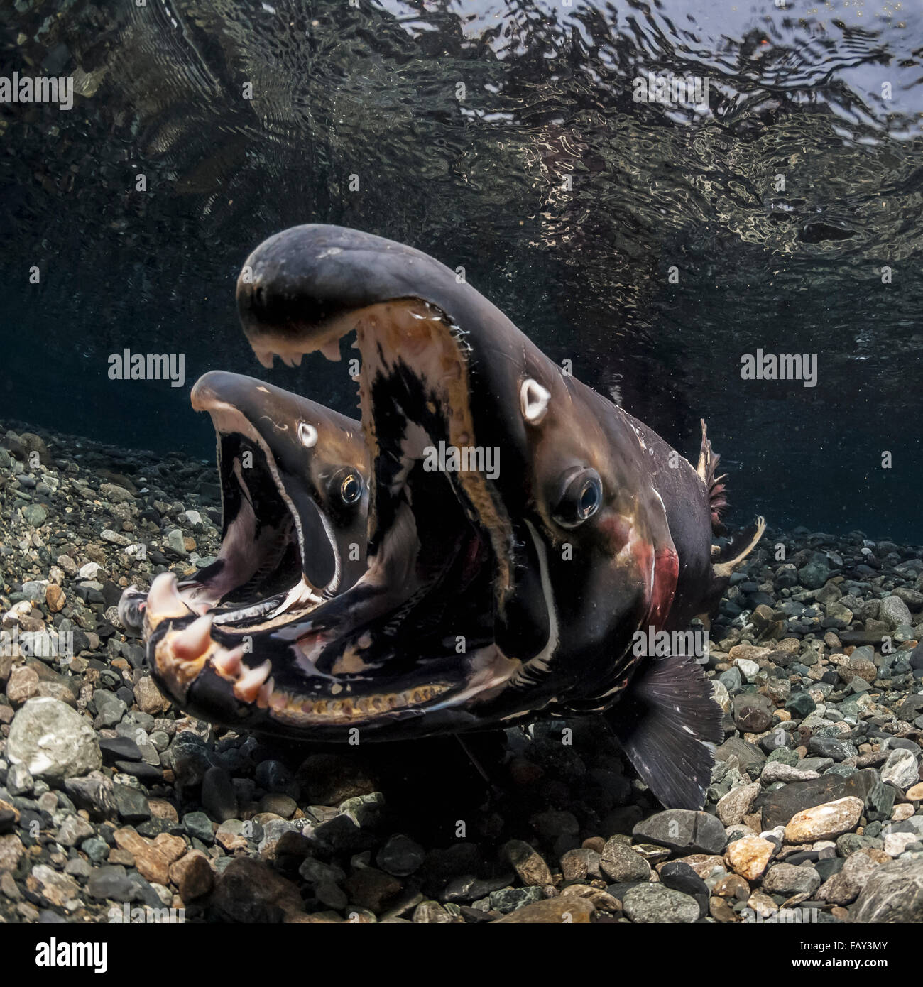 Weiblicher Silberlachs (Oncorhynchus Kisutch) sondieren Verhalten induziert männlich zu falschen Brut, Unterwasser-Blick in einen Alaskan Stream im Herbst. Stockfoto