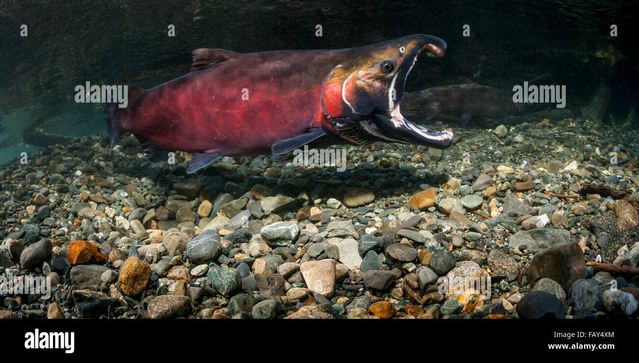 Männlicher Silberlachs (Oncorhynchus Kisutch) droht mit Gape während weiblich ist auf der Seite des Baches in den Hintergrund, Yunan Alaska Stockfoto