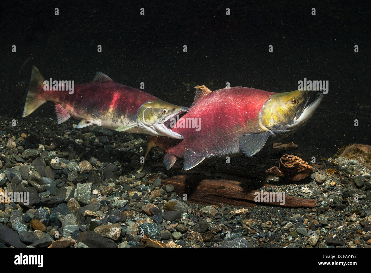 Ein weiblicher Rotlachs (Oncohynchus Nerka) stößt ein Mann von ihr redd, so dass sie darauf Yunan Alaska arbeiten können Stockfoto