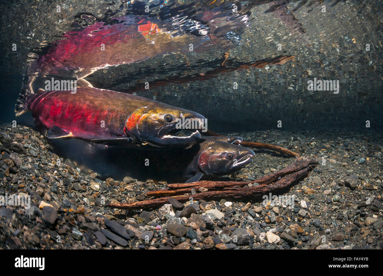 Silberlachs (Oncorhynchus Kisutch) in der Tat der Laich in eine Alaska-Stream im Herbst. Stockfoto