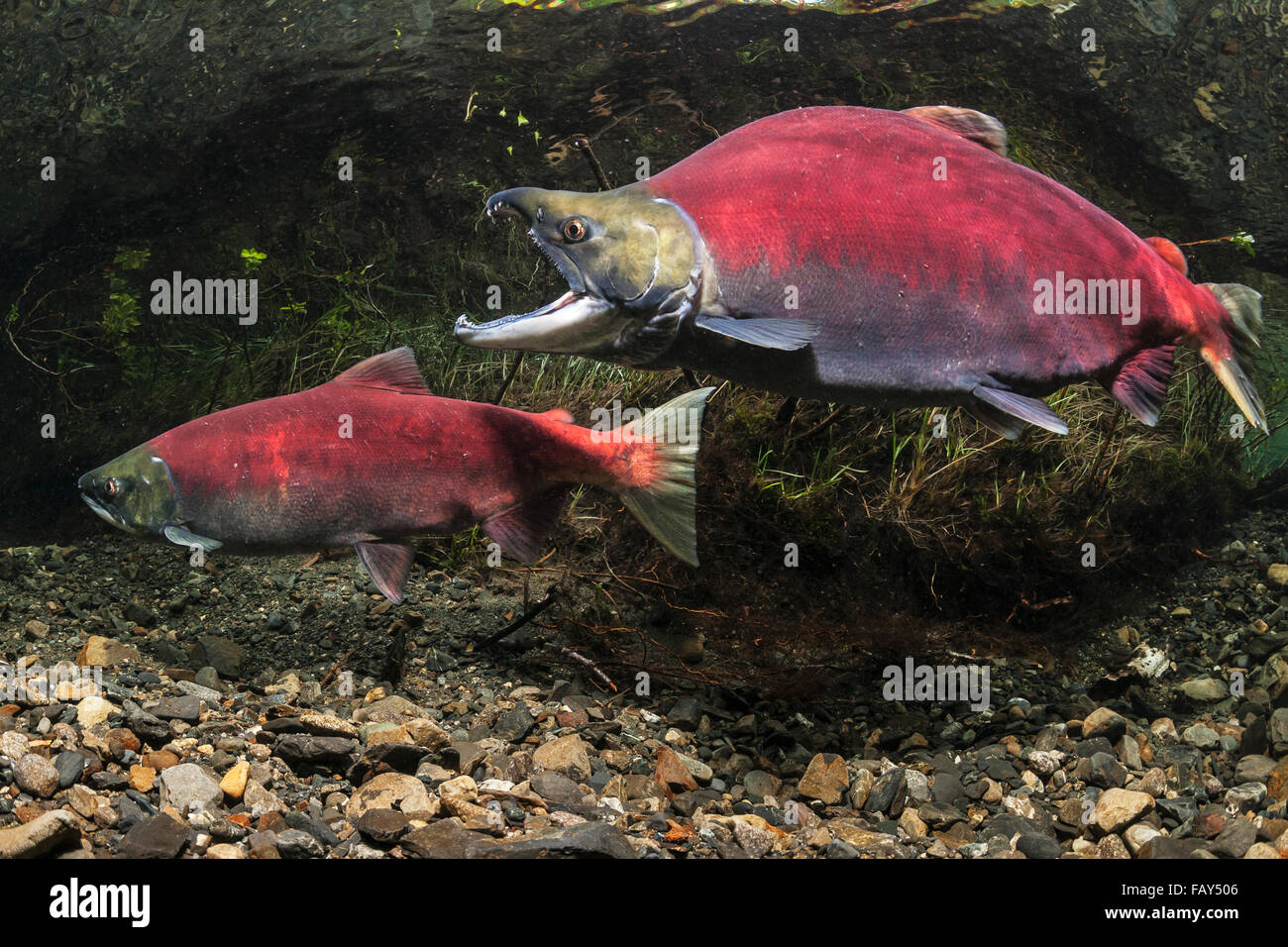 Die männlichen Rotlachs (Oncorhynchus Nerka) von den Laich koppeln zu aggressiv durch klaffende, Yunan Alaska Stockfoto